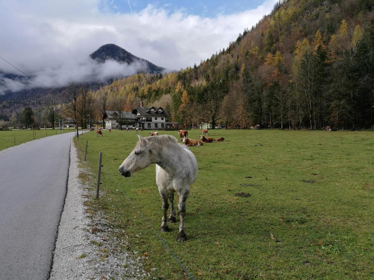 Appartement Turisticna Kmetija Psnak à Mojstrana Extérieur photo